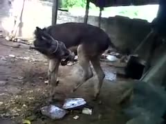 Donkey Gets joy by the help of cock or donkey bestiality